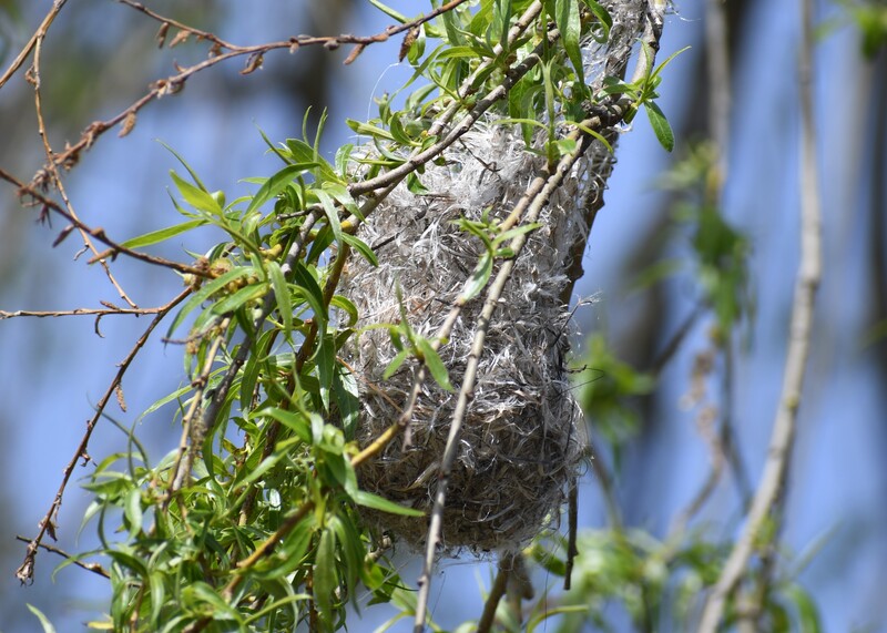 Baltimore oriole nest hanging from a plant with narrow green leaves
