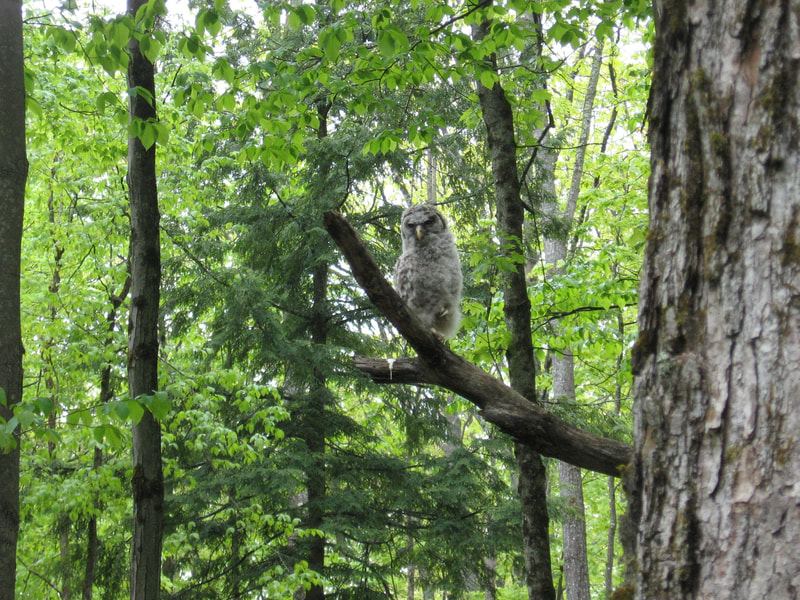 Barred owl chick sitting on a dead limb