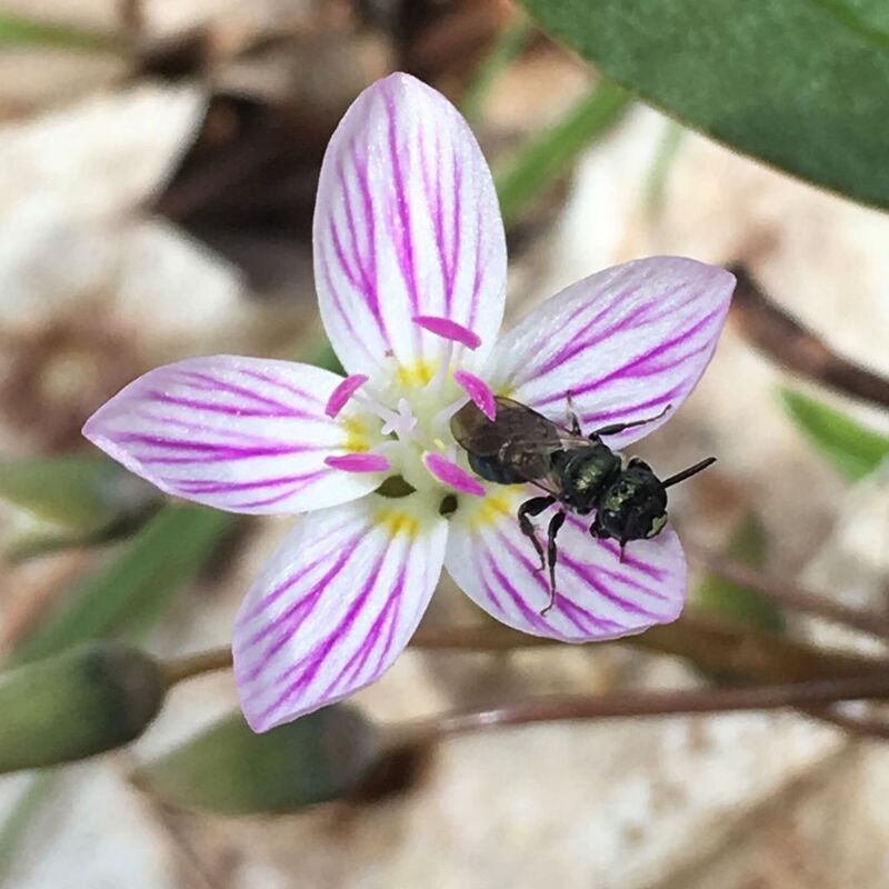 bee on a spring beauty flower