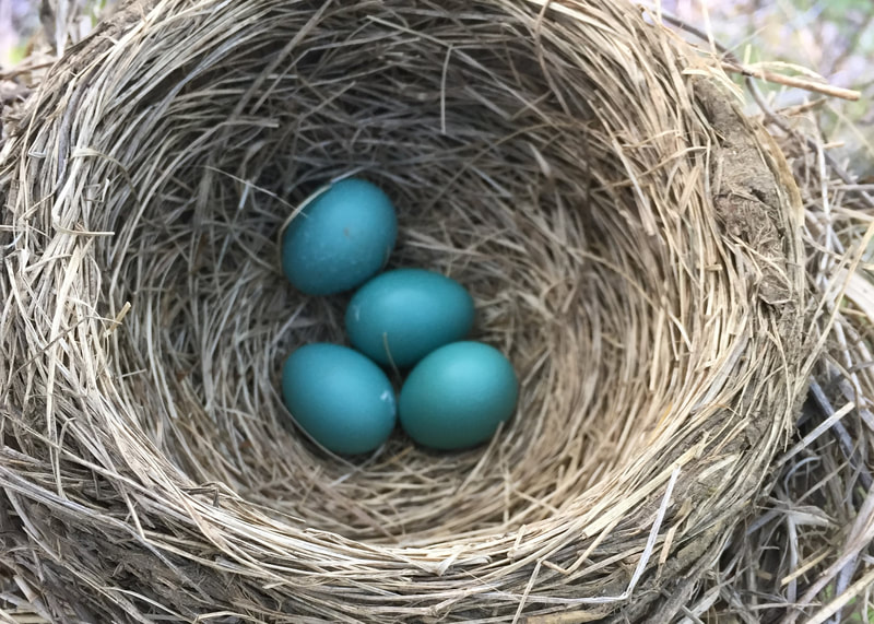 Four blue American robin eggs in a nest