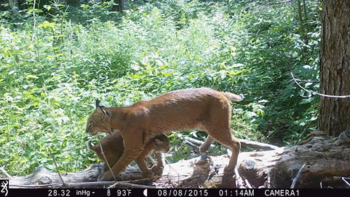 Adult bobcat walking on a log with a kitten underneath the adult