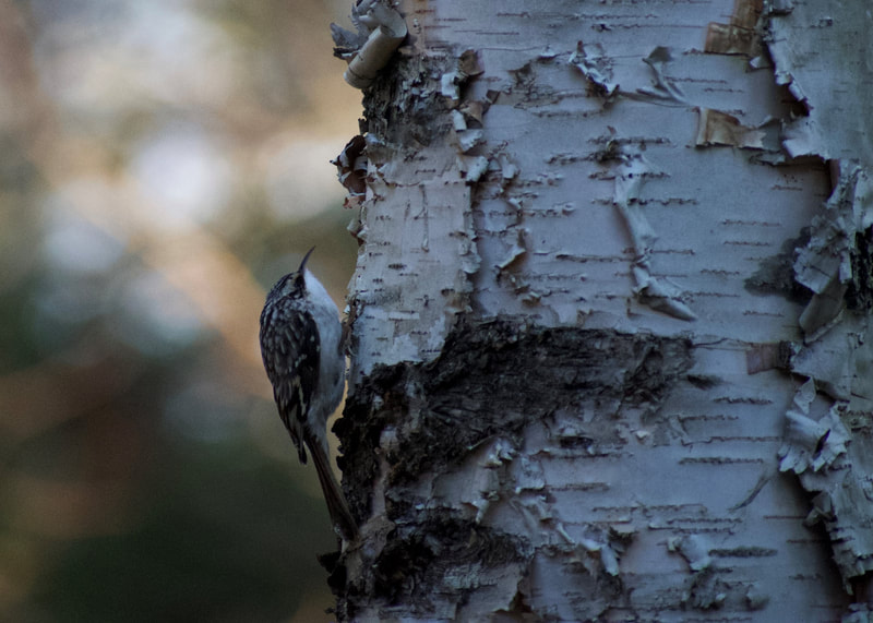 Brown creeper perched on the trunk of a white birch tree
