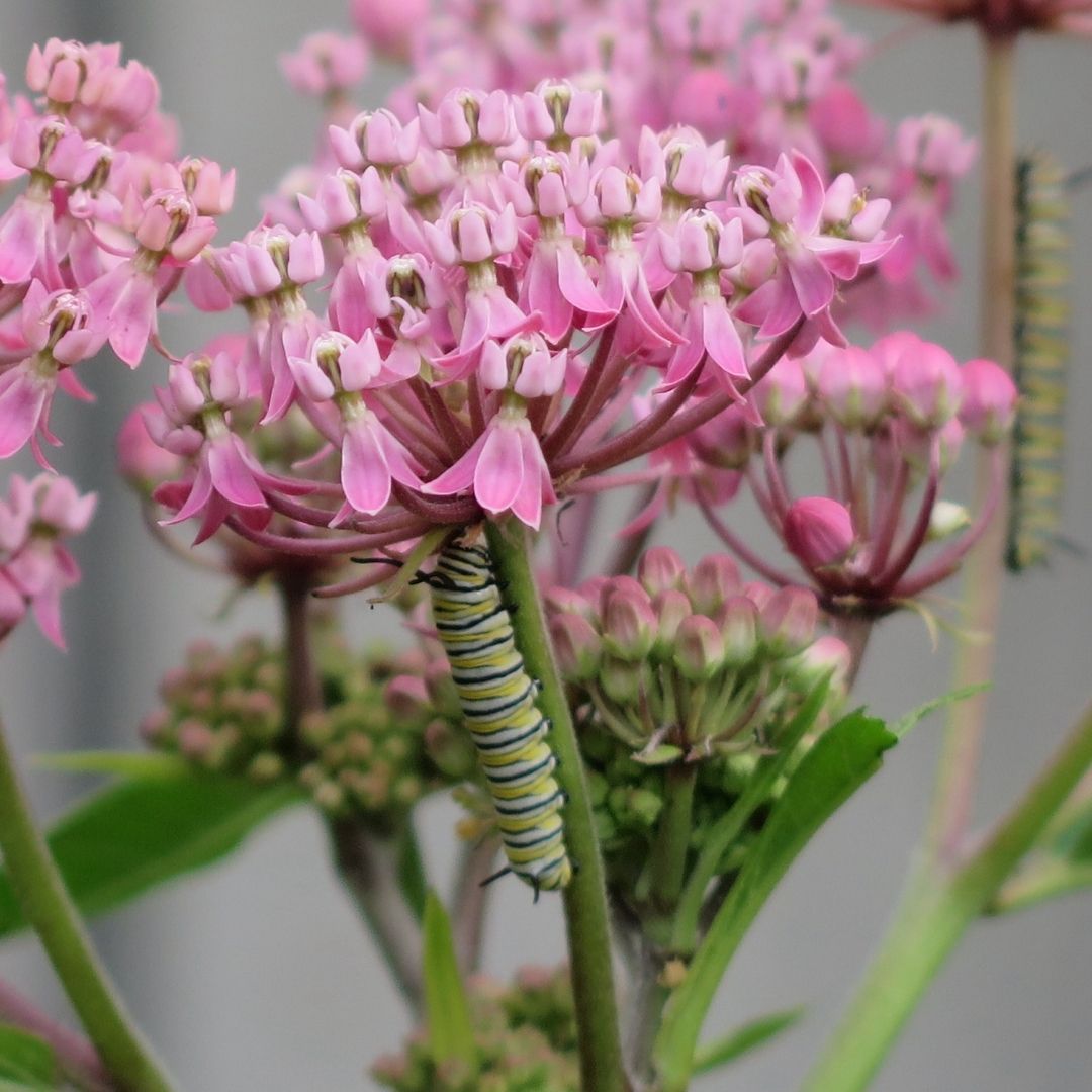 monarch caterpillar on a milkweed stem directly below pink flowers 