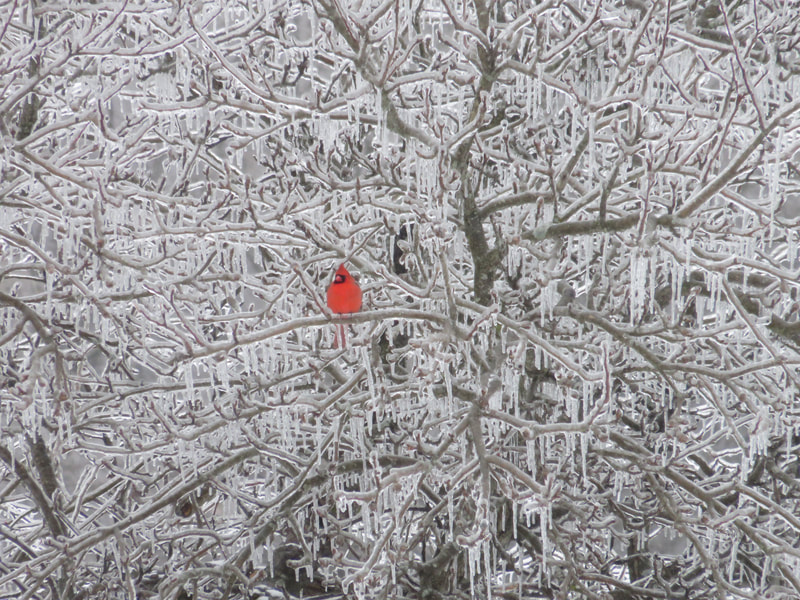 Male Northern Cardinal (bright red) sitting in an ice-covered tree
