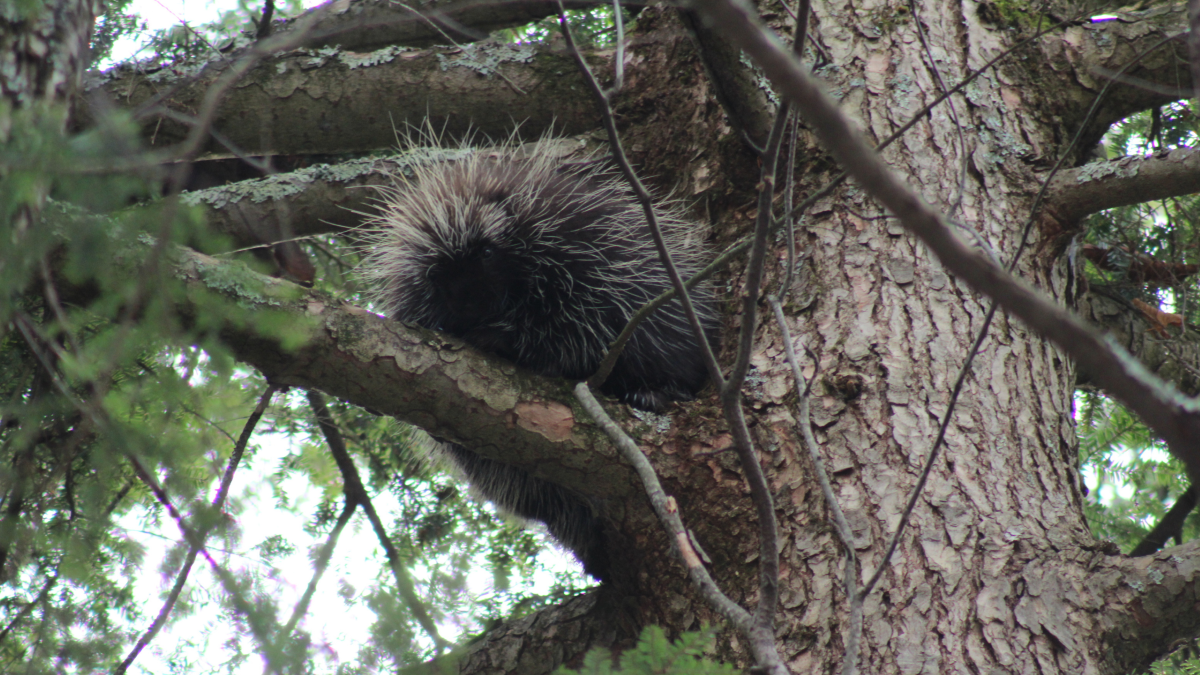North American porcupine sitting on an eastern hemlock branch