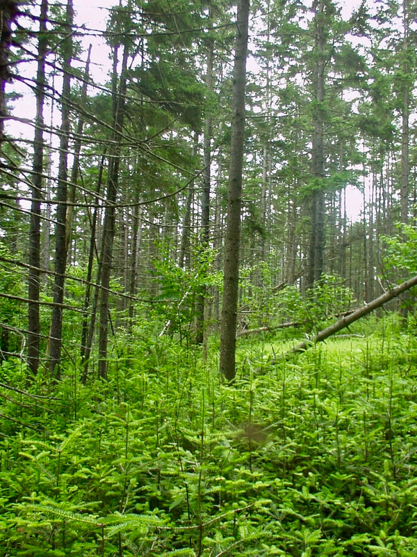regrowth in a spruce forest with small spruce saplings in the foreground and taller spruce trees in the background