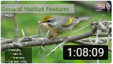 YouTube screenshot bird